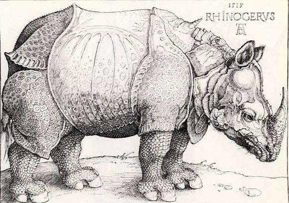 Opis ryciny Albrechta Durera Rhino